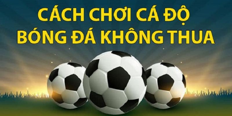 Cách chơi cá độ bóng đá không thua: Mẹo hay từ chuyên gia